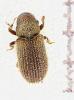 Kissophagus vicinus